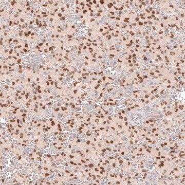 Monoclonal Anti-SOX6 antibody produced in mouse Prestige Antibodies&#174; Powered by Atlas Antibodies, clone CL5690, purified immunoglobulin, buffered aqueous glycerol solution