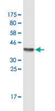Monoclonal Anti-CSE1L antibody produced in mouse clone 1E4, ascites fluid, solution