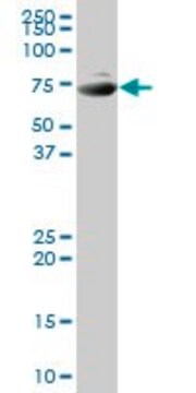 Anti-SNX1 antibody produced in mouse purified immunoglobulin, buffered aqueous solution