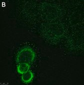 Anti-ASTN2 Antibody, clone 2E8 ZooMAb&#174; Rabbit Monoclonal recombinant, expressed in HEK 293 cells