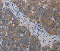 Anti-OTOR antibody produced in rabbit affinity isolated antibody