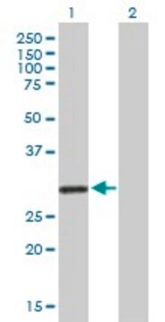 Anti-KCNRG antibody produced in mouse purified immunoglobulin, buffered aqueous solution