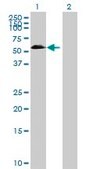 Anti-C8orf1 antibody produced in mouse IgG fraction of antiserum, buffered aqueous solution