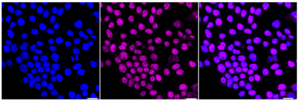 KD-Validated Anti HIF1AN Antibody, clone 23GB6385, Rabbit Monoclonal clone 23GB6385, recombinant rabbit monoclonal, expressed in HEK293 cells