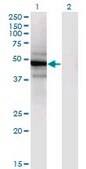 Monoclonal Anti-SLC25A25 antibody produced in mouse clone 4D8, purified immunoglobulin, buffered aqueous solution