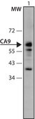 Anti-CA9 (131-145) antibody produced in rabbit IgG fraction of antiserum, buffered aqueous solution