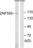 Anti-ZNF592 antibody produced in rabbit affinity isolated antibody