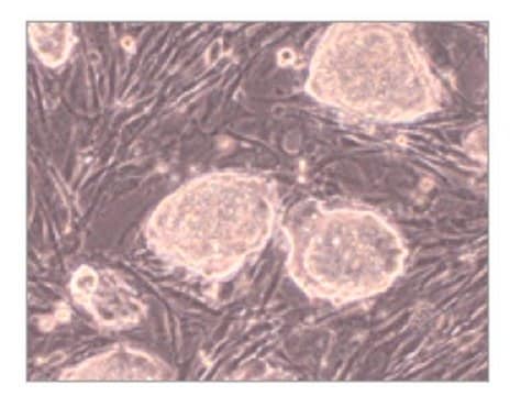 EmbryoMax&#174; Primary Mouse Embryonic Fibroblasts PMEF, Strain DR4, Mitomycin C Treated, Passage 3