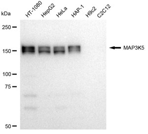 Anti MAP3K5 Antibody, clone 23GB2060, Rabbit Monoclonal clone 23GB2060, recombinant rabbit monoclonal, expressed in HEK293 cells