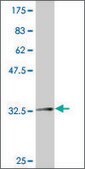 ANTI-ZIC2 antibody produced in mouse clone 4A7, purified immunoglobulin, buffered aqueous solution