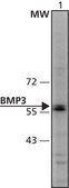 Anti-BMP3 (52-65) antibody produced in rabbit IgG fraction of antiserum, buffered aqueous solution