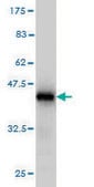 Monoclonal Anti-BUB1B antibody produced in mouse clone 2G5, purified immunoglobulin, buffered aqueous solution