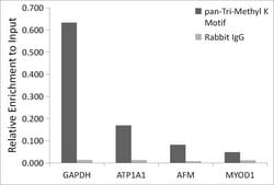 Anti-pan-Tri-Methyl lysine antibody produced in rabbit