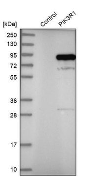 Anti-PIK3R1 antibody produced in rabbit Ab1, Prestige Antibodies&#174; Powered by Atlas Antibodies, affinity isolated antibody, buffered aqueous glycerol solution
