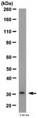 Anti-IL-33R ST2 (IL1RL1) Antibody from rabbit, purified by affinity chromatography