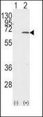 Anti-PIAS1 (C-term) antibody produced in rabbit IgG fraction of antiserum, buffered aqueous solution