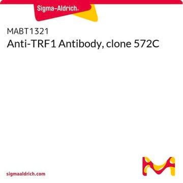 Anti-TRF1 Antibody, clone 572C