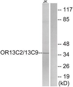 Anti-OR13C2 antibody produced in rabbit affinity isolated antibody