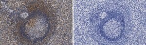 Anti-F4/80 Antibody, clone 2F10 ZooMAb&#174; Rabbit Monoclonal recombinant, expressed in HEK 293 cells