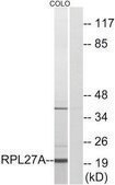 Anti-RPL27A, C-Terminal antibody produced in rabbit affinity isolated antibody