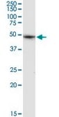 Anti-ALLC antibody produced in rabbit purified immunoglobulin, buffered aqueous solution