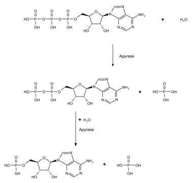 Apyrase from potato recombinant, expressed in Pichia pastoris, ATPase &#8805;1000&#160;units/mg protein, lyophilized powder