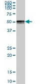 Anti-CRLF3 antibody produced in mouse purified immunoglobulin, buffered aqueous solution