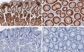 Anti-NQO1 Antibody, clone 1D12 ZooMAb® Rabbit Monoclonal recombinant, expressed in HEK 293 cells