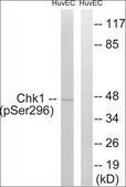 Anti-phospho-Chk1 (pSer296) antibody produced in rabbit affinity isolated antibody