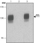 Monoclonal Anti-AXL antibody produced in mouse ~1.0 mg/mL, clone AXL188, purified immunoglobulin