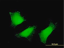 Monoclonal Anti-TGM2 antibody produced in mouse clone 2F4, purified immunoglobulin, buffered aqueous solution
