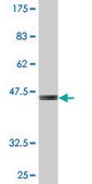 Monoclonal Anti-ZNF287 antibody produced in mouse clone 3A2, purified immunoglobulin, buffered aqueous solution