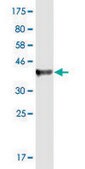 Monoclonal Anti-SPRY1, (N-terminal) antibody produced in mouse clone 2F1, purified immunoglobulin, buffered aqueous solution