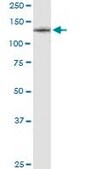 Monoclonal Anti-CSF1R antibody produced in mouse clone 1G4, purified immunoglobulin, buffered aqueous solution