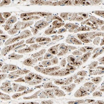 Anti-ARHGEF17 antibody produced in rabbit Prestige Antibodies&#174; Powered by Atlas Antibodies, affinity isolated antibody, buffered aqueous glycerol solution
