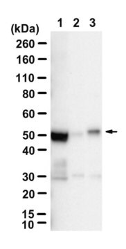 Anti-Flotillin-2 Antibody, clone 1L10 ZooMAb&#174; Rabbit Monoclonal recombinant, expressed in HEK 293 cells