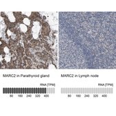 Anti-MARC2 antibody produced in rabbit Prestige Antibodies® Powered by Atlas Antibodies, affinity isolated antibody, buffered aqueous glycerol solution