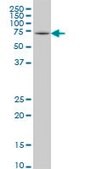 Monoclonal Anti-HSPA2 antibody produced in mouse clone 3H7, purified immunoglobulin, buffered aqueous solution