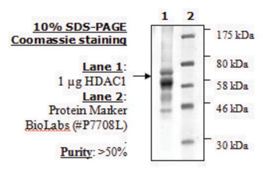 HDAC-1 human recombinant, expressed in baculovirus infected insect cells, &#8805;50% (SDS-PAGE)