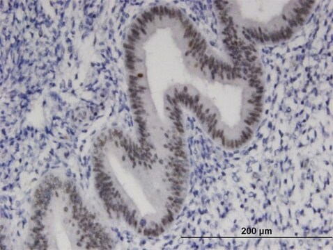 Monoclonal Anti-ZNF24 antibody produced in mouse clone 4A1, purified immunoglobulin, buffered aqueous solution