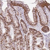 Anti-VGLL3 antibody produced in rabbit Prestige Antibodies&#174; Powered by Atlas Antibodies, affinity isolated antibody, buffered aqueous glycerol solution