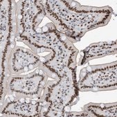Anti-KHSRP antibody produced in rabbit Prestige Antibodies&#174; Powered by Atlas Antibodies, affinity isolated antibody, buffered aqueous glycerol solution