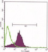Anti-SATB1 antibody, Mouse monoclonal clone SAT-5, purified from hybridoma cell culture