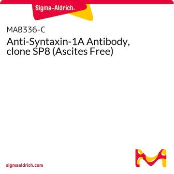 Anti-Syntaxin-1A Antibody, clone SP8 (Ascites Free)