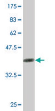 Monoclonal Anti-RABEPK, (C-terminal) antibody produced in mouse clone 4C9, purified immunoglobulin, buffered aqueous solution