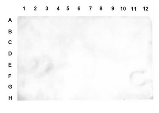 Anti-dimethyl Histone H3 (Lys27) from chicken, purified by affinity chromatography