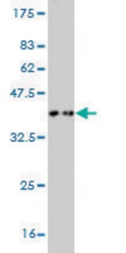 Monoclonal Anti-TAOK3 antibody produced in mouse clone 4C12, purified immunoglobulin, buffered aqueous solution