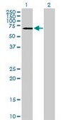 Anti-CAMKV antibody produced in mouse purified immunoglobulin, buffered aqueous solution