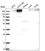 Anti-KDM5C antibody produced in rabbit Prestige Antibodies&#174; Powered by Atlas Antibodies, affinity isolated antibody