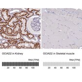 Anti-OCIAD2 antibody produced in rabbit Prestige Antibodies® Powered by Atlas Antibodies, affinity isolated antibody, buffered aqueous glycerol solution
